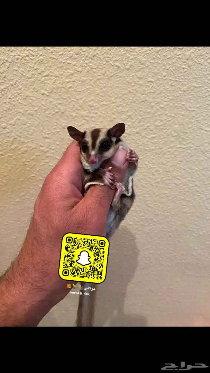 سناجب الطائر اليفه 2