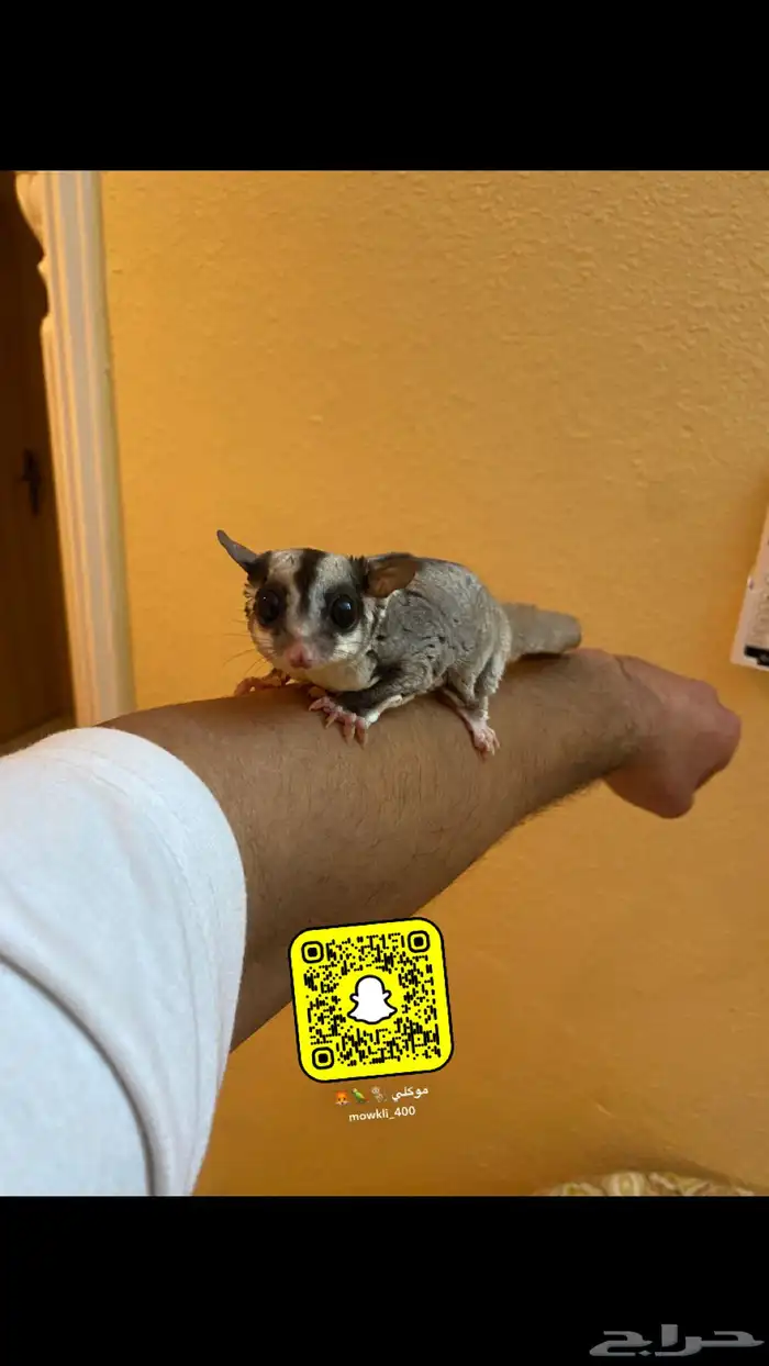 سناجب الطائر اليفه 4