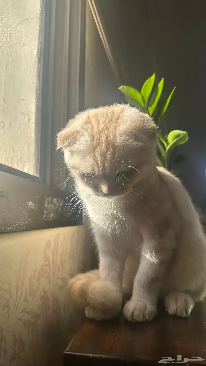 ذكر سكوتش فولد وانثى سكوتش ستريت للبيع 5