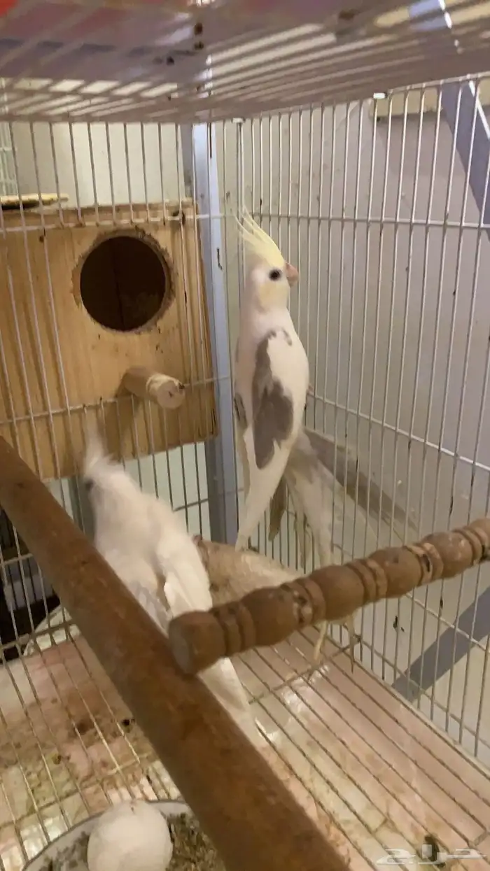 زوج كروان نوادر مع انتاجه ( تم البيع ) 0