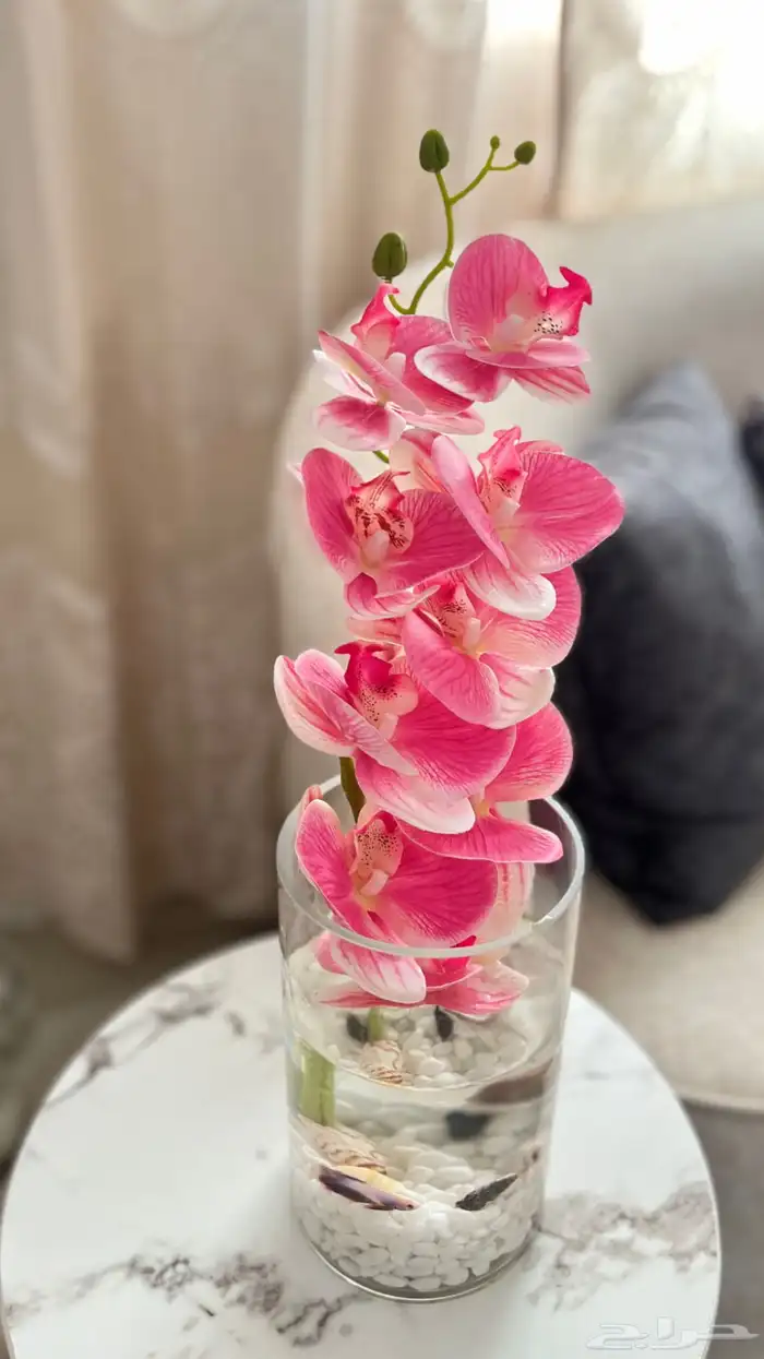 سمك فايتر وبناتات داخليه  .. 1