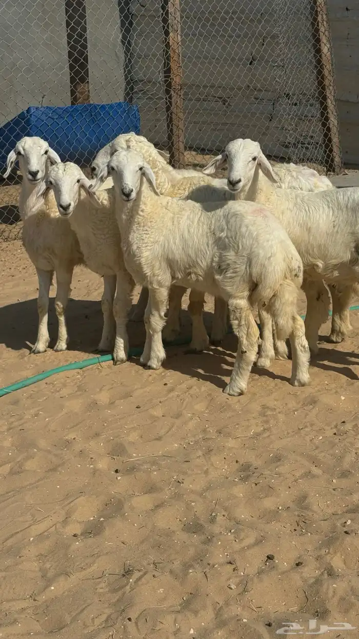 هرافا حريات 0
