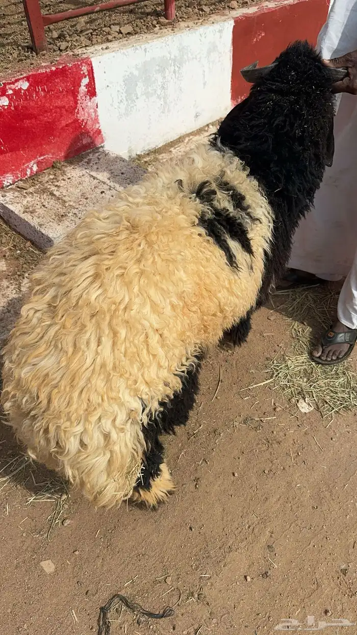 ذبائح حائل 2