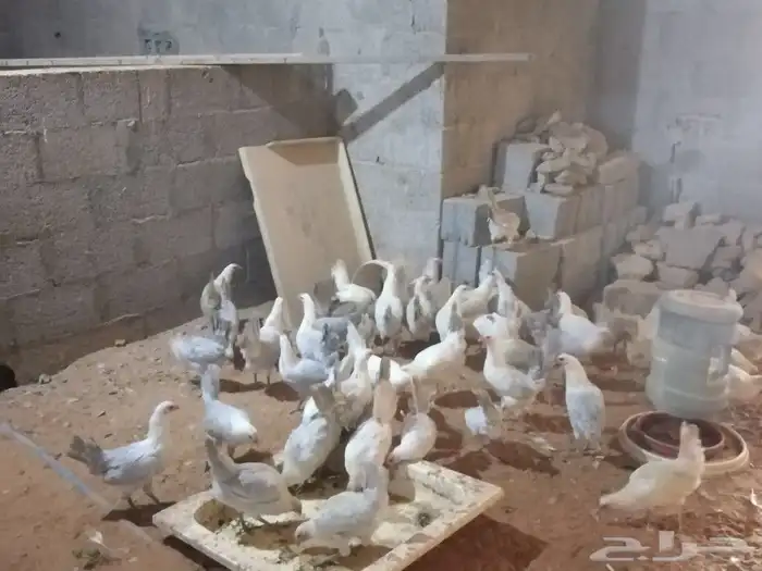 دجاج فيومي بلاتنيوم 4