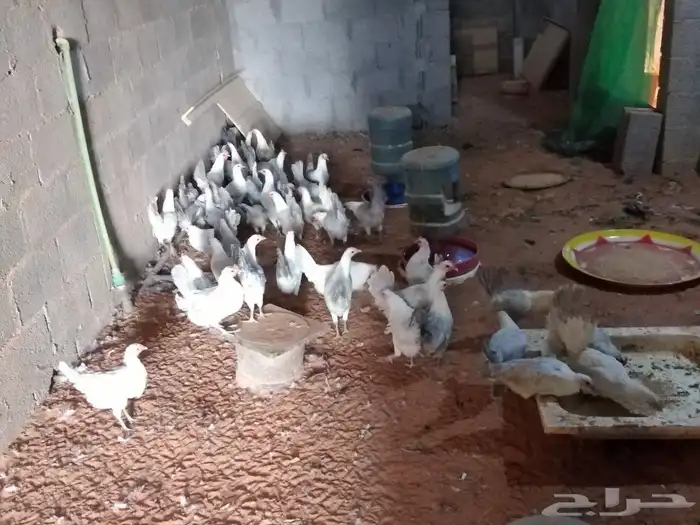 دجاج فيومي بلاتنيوم 3