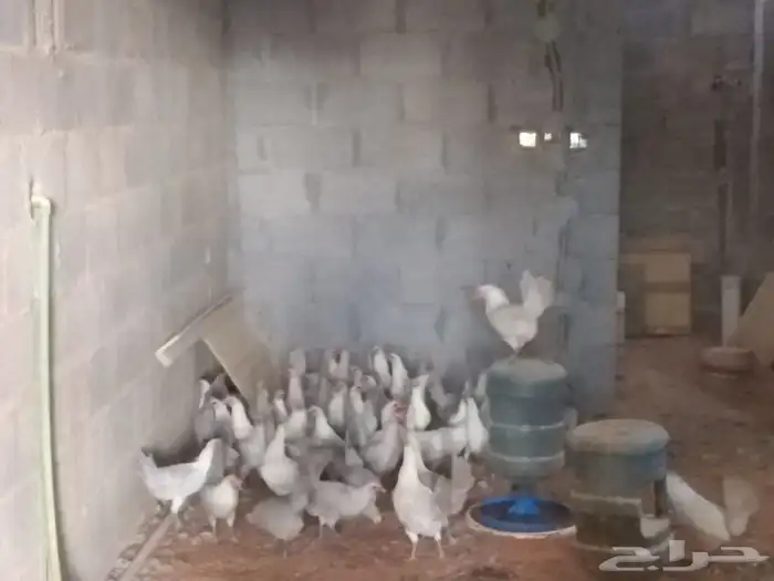 دجاج فيومي بلاتنيوم 1