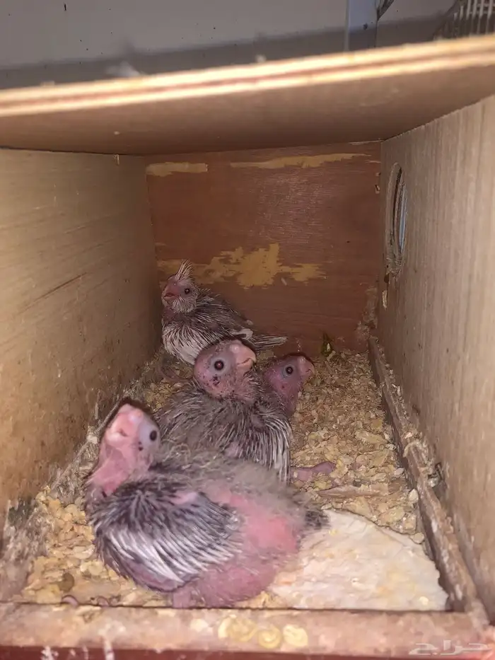 زوج كروان نوادر مع انتاجه ( تم البيع ) 1