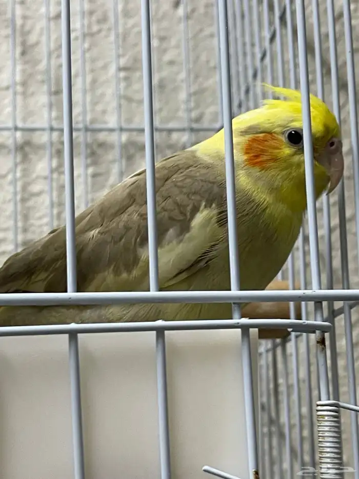 طير كروان كوكتيل 2