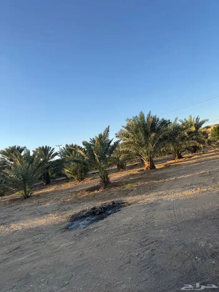 نخل جثايث وفروخ اخلاص وجميع الانواع 0