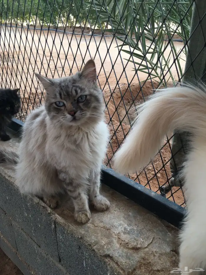 قطط للبيع تم البيع 4