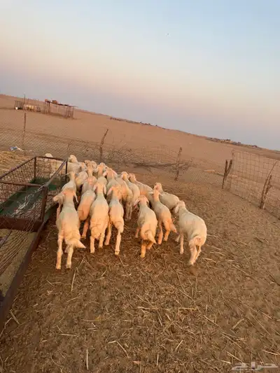 بهم تربيه ( تم البيع ) 1