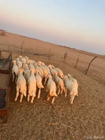 بهم تربيه ( تم البيع ) 0