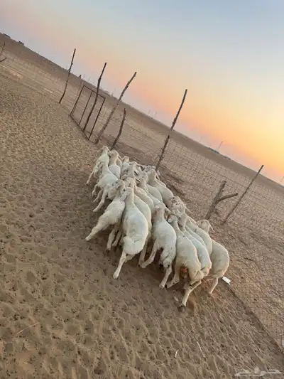 بهم تربيه ( تم البيع ) 2