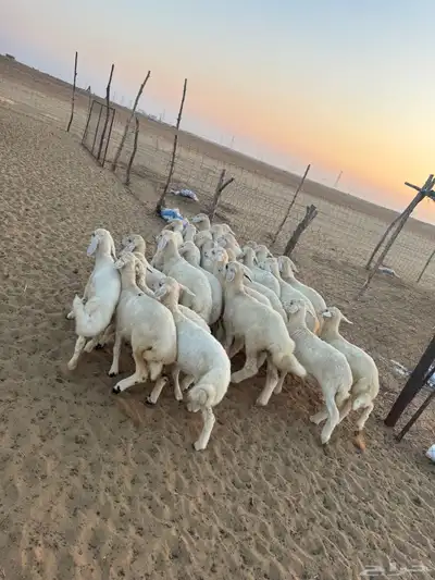 بهم تربيه ( تم البيع ) 3