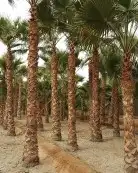 نقوم بتوريد أنخيل وغرسه توريد وتركيب شامل بمجمع انواع أنخيل 1
