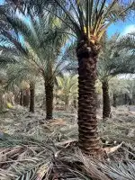 نقوم بتوريد أنخيل وغرسه توريد وتركيب شامل بمجمع انواع أنخيل 6