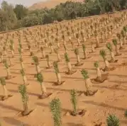 نقوم بتوريد أنخيل وغرسه توريد وتركيب شامل بمجمع انواع أنخيل 2