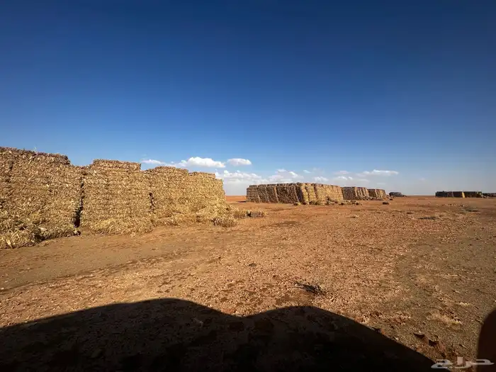 ذره شاميه البيع 4
