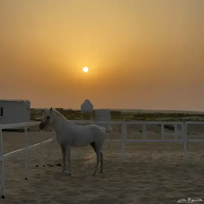 غرف خيل للايجار الشهري 1