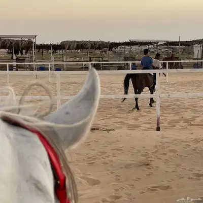 غرف خيل للايجار الشهري 0