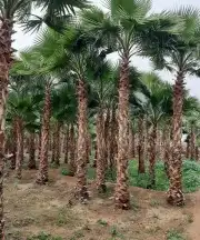 نقوم بتوريد أنخيل وغرسه توريد وتركيب شامل بمجمع انواع أنخيل 7