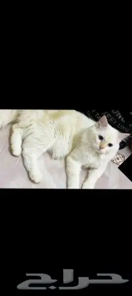 قط للتزاوج 2