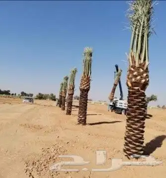 مقاول شبوك ونخيل أنحاء المملكة 4