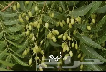 شتلات مثمره وزينه بجميع أنواعها 8