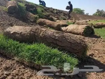 ثيل طبيعي نجيله نجيل 4