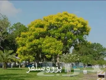 شتلات مثمره وزينه بجميع أنواعها 6