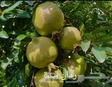 شتلات رمان الباحه (بيده) 0