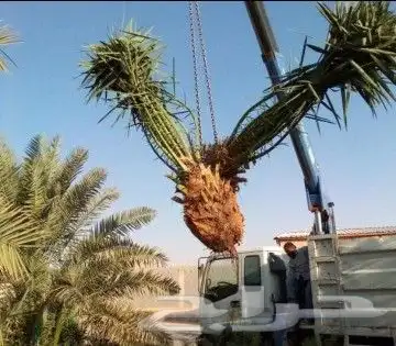 نقوم بتوريد أنخيل وغرسه توريد وتركيب شامل بمجمع انواع أنخيل 0