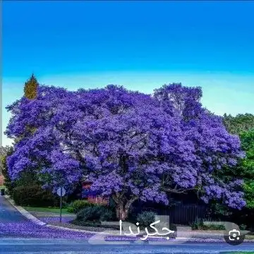 شتلات مثمره وزينه بجميع أنواعها 7