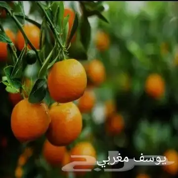 شتلات مثمره وزينه بجميع أنواعها 2