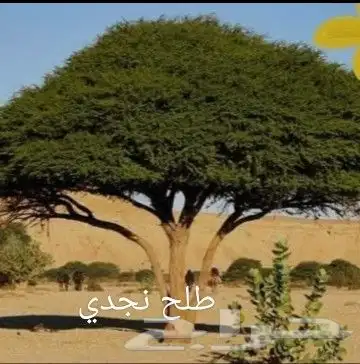 شتلات مثمره وزينه بجميع أنواعها 9