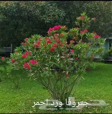 شتلات مثمره وزينه بجميع أنواعها 4