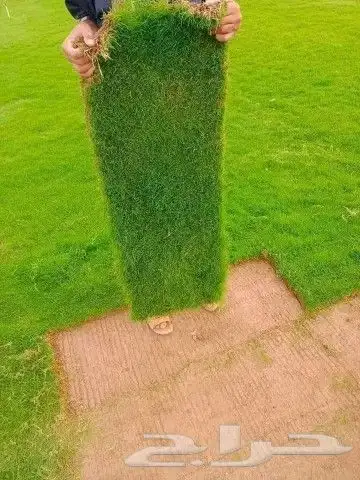 ثيل طبيعي نجيله نجيل 2
