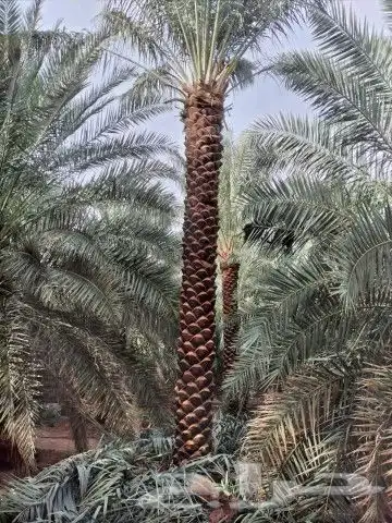 نخل للبيع مكه جده المقاس من خمسه لا سته تكريب هلال نخيل 2
