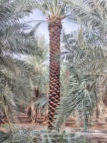 نخل للبيع مكه جده المقاس من خمسه لا سته تكريب هلال نخيل 4