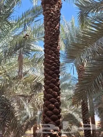 نخل للبيع مكه جده المقاس من خمسه لا سته تكريب هلال نخيل 7