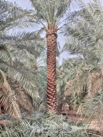 نخل للبيع مكه جده المقاس من خمسه لا سته تكريب هلال نخيل 0