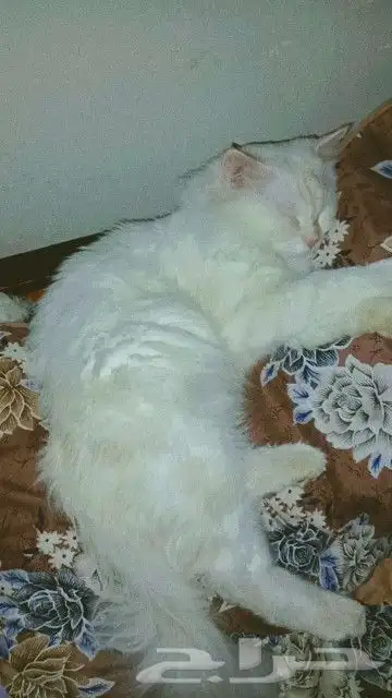 قط للتزاوج 1