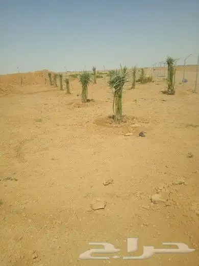 نقوم بتوريد أنخيل وغرسه توريد وتركيب شامل بمجمع انواع أنخيل 3