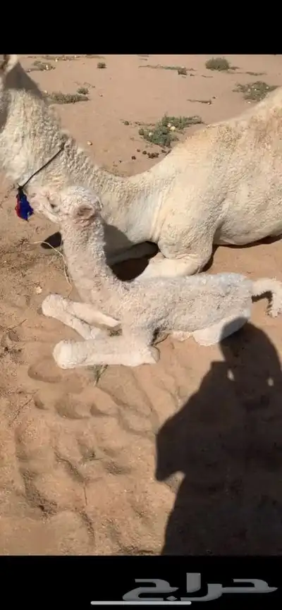 معالج شعبي 0