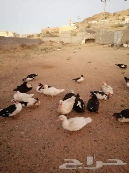 يوجد اطقم بط بلدي للبيع جمله وتفريد على السوم 1