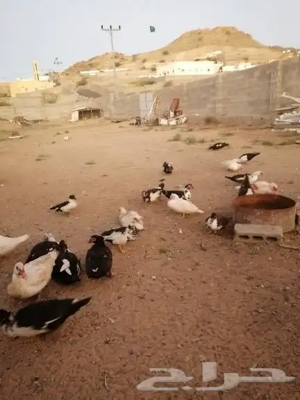 يوجد اطقم بط بلدي للبيع جمله وتفريد على السوم 0