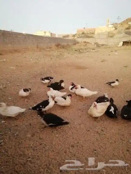 يوجد اطقم بط بلدي للبيع جمله وتفريد على السوم 2
