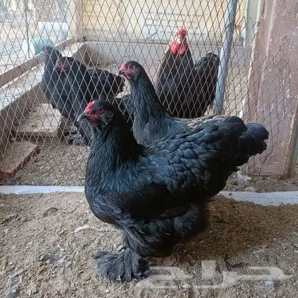 دجاج براهما بأشكاله وانواعه (باقي كمية بسيطة ) 8