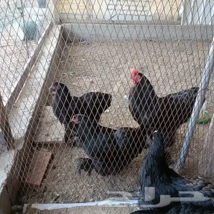 دجاج براهما بأشكاله وانواعه (باقي كمية بسيطة ) 5
