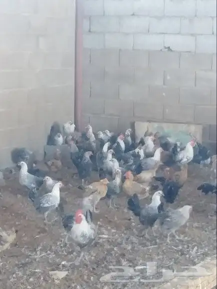 موجود دجاج بياض 1